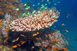 Contrasting coloured anthias around some nice coral - use... by Malcolm Nimmo 